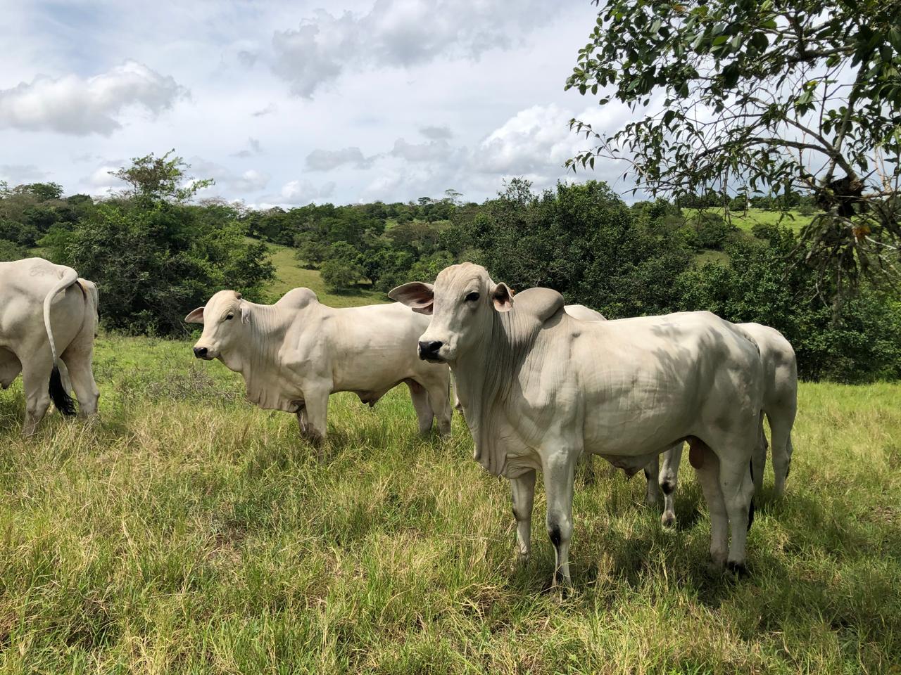 Gado Nelore em pasto verde, com um animal em destaque e árvores ao fundo